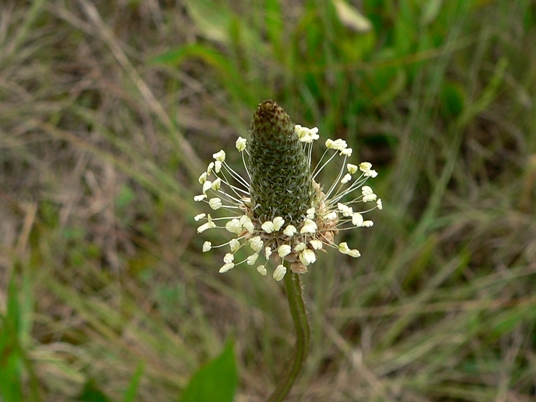 {Plantago lanceolata}